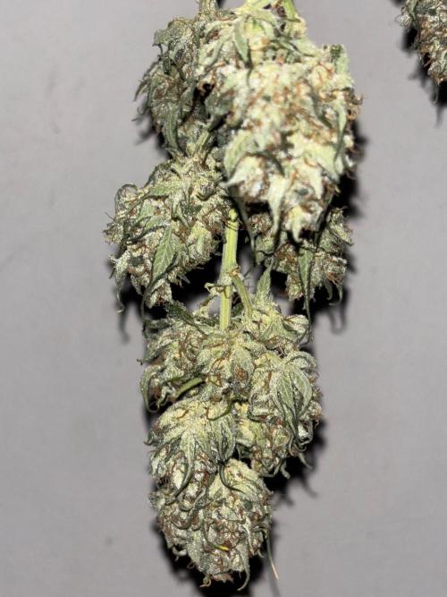 Frostbanger autos. Week 10