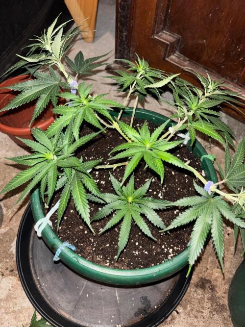 Critical Neville Haze 2.0. Week 8