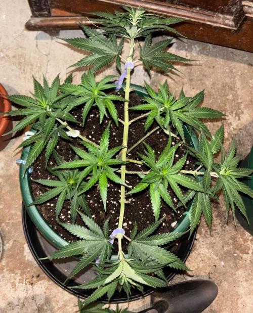 Critical Neville Haze 2.0. Week 8