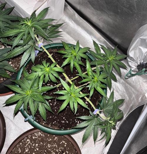 Critical Neville Haze 2.0. Week 8
