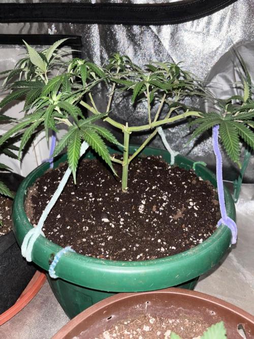 Critical Neville Haze 2.0. Week 8