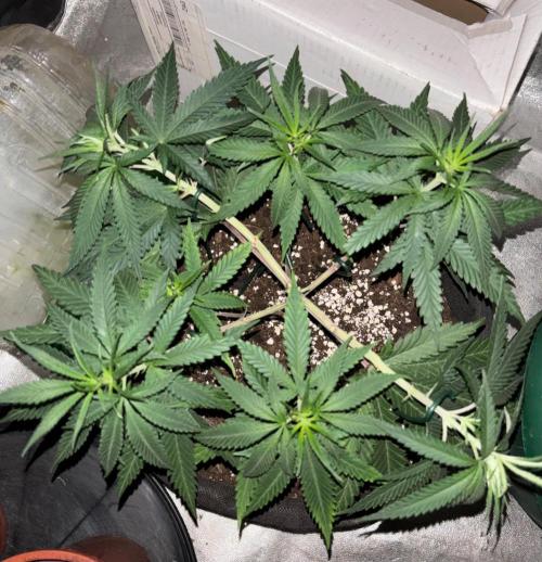 Critical Neville Haze 2.0. Week 8