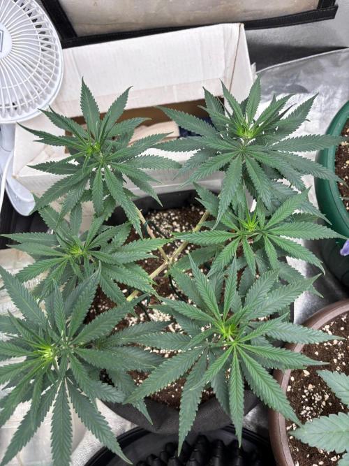 Critical Neville Haze 2.0. Week 8