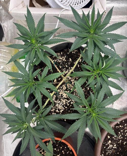 Critical Neville Haze 2.0. Week 8