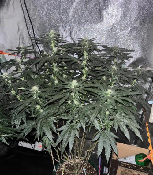 Biscotti Gelato. Week 16