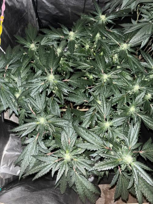 Biscotti Gelato. Week 16