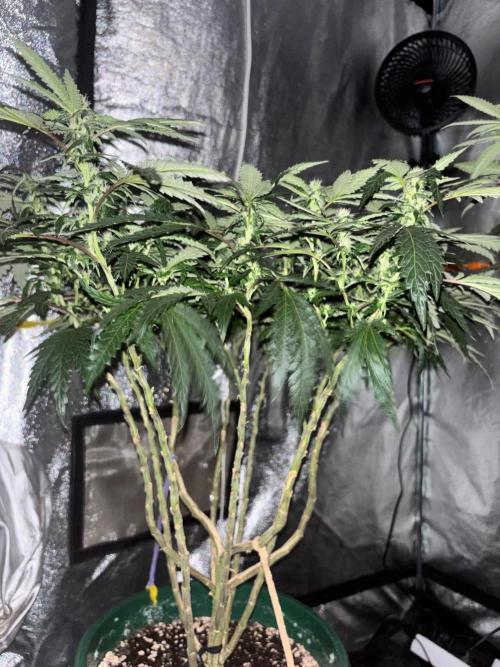 Biscotti Gelato. Week 16
