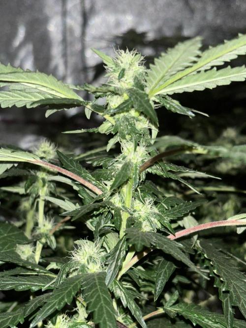 Biscotti Gelato. Week 16