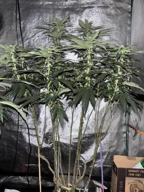 Biscotti Gelato. Week 16