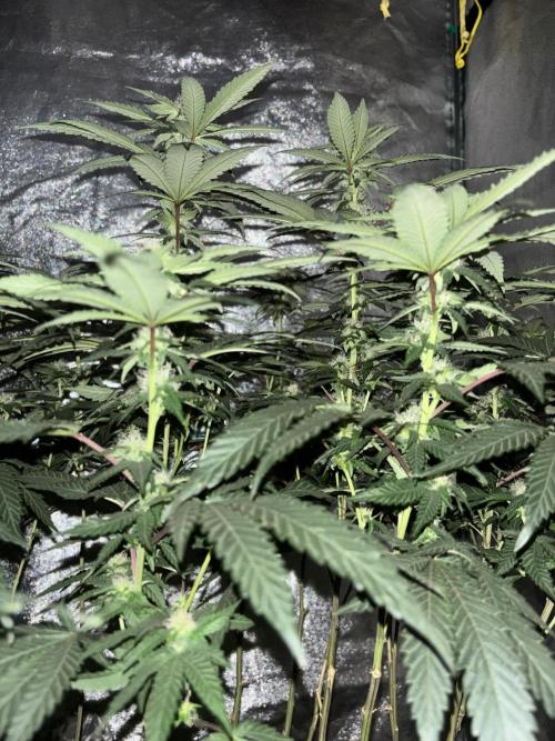Biscotti Gelato. Week 16