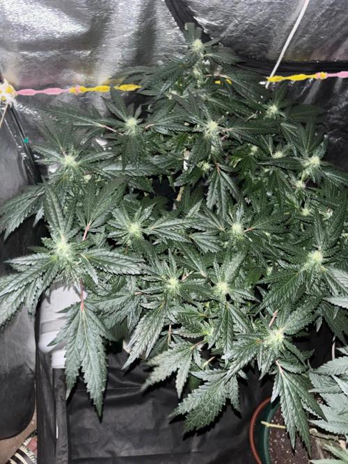 Biscotti Gelato. Week 16