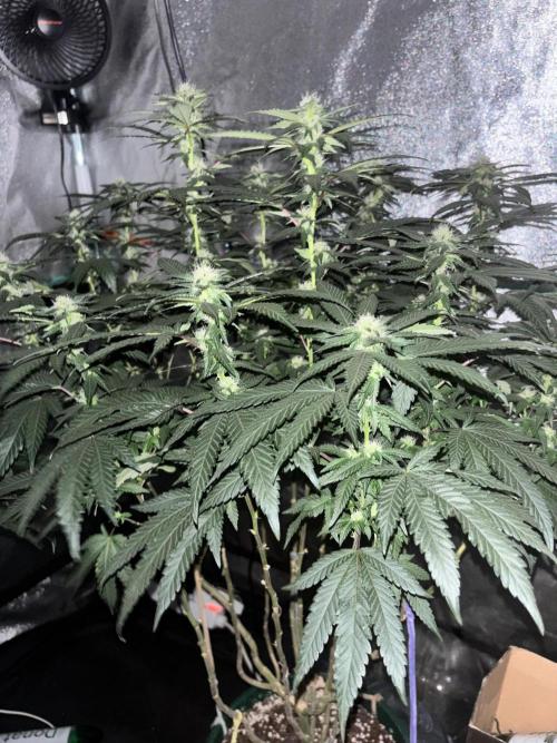 Biscotti Gelato. Week 16