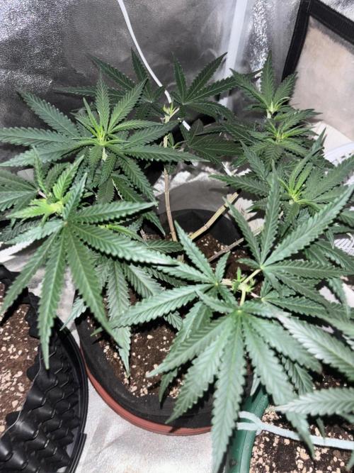 Critical Neville Haze 2.0. Week 9
