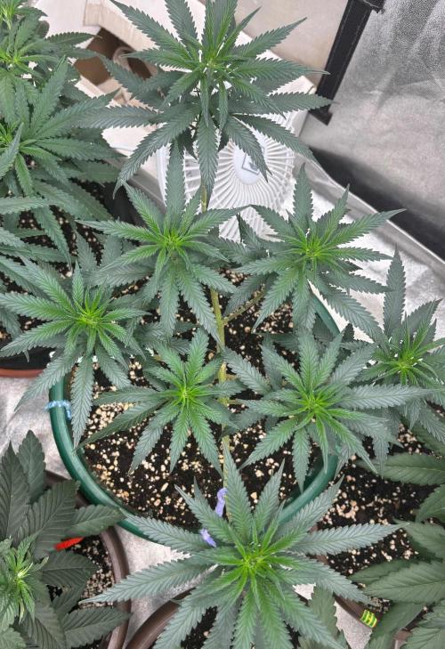 Critical Neville Haze 2.0. Week 9