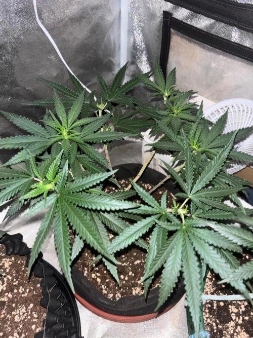 Critical Neville Haze 2.0. Week 9