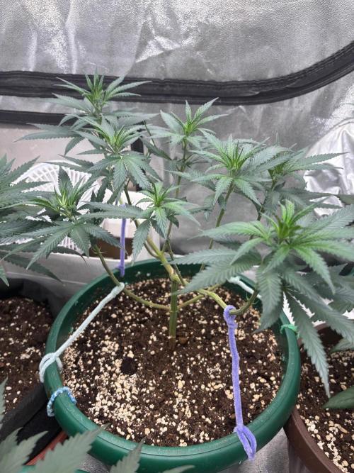 Critical Neville Haze 2.0. Week 9