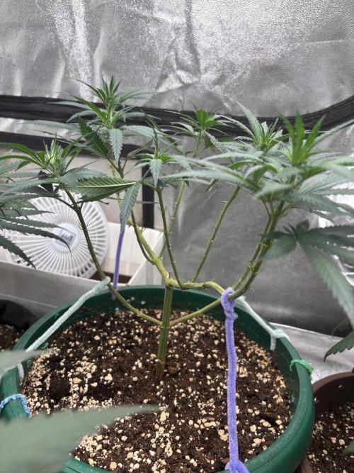 Critical Neville Haze 2.0. Week 9