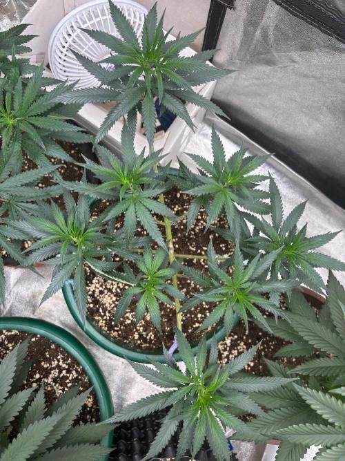 Critical Neville Haze 2.0. Week 9