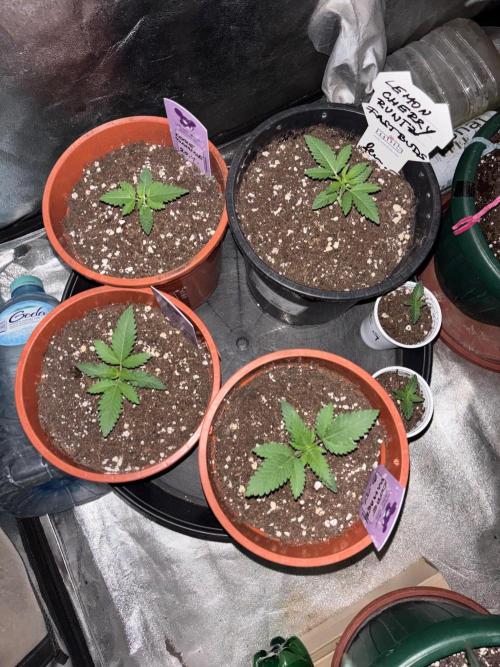 Core Damage. Week 2