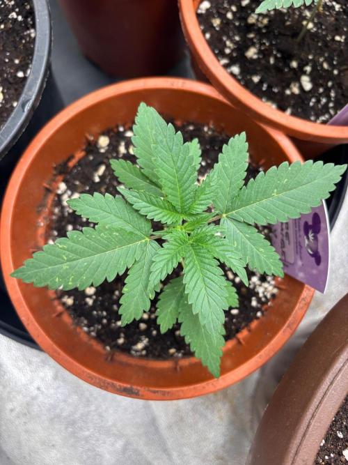 Core Damage. Week 3