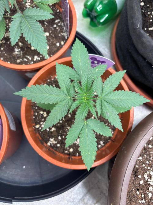 Core Damage. Week 3