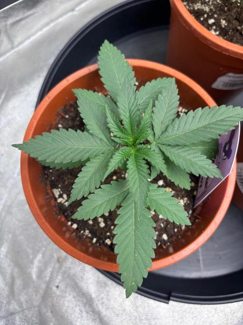 Core Damage. Week 3