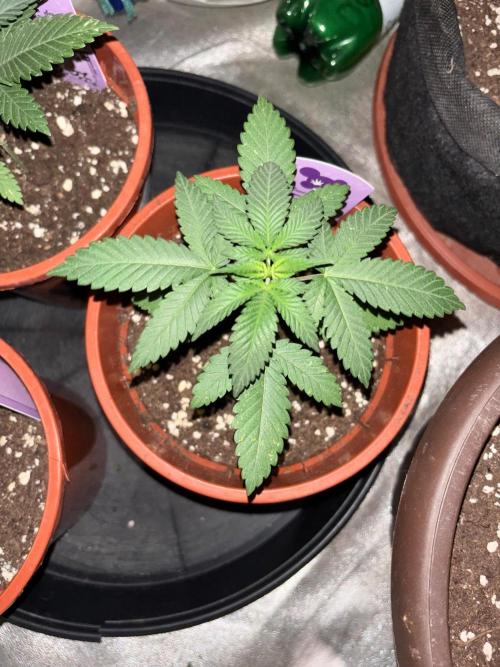 Core Damage. Week 3