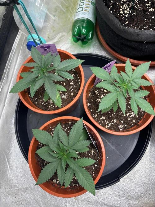 Core Damage. Week 3