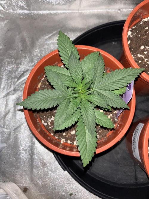 Core Damage. Week 3