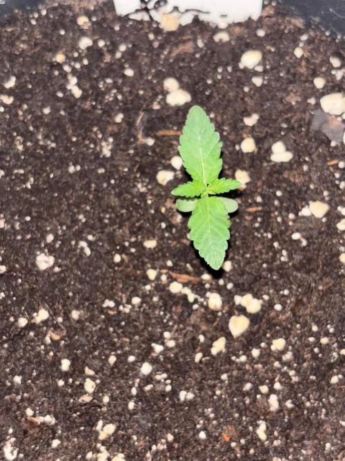 Lemon Cherry Runtz. Week 1