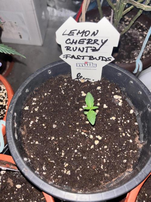 Lemon Cherry Runtz. Week 1