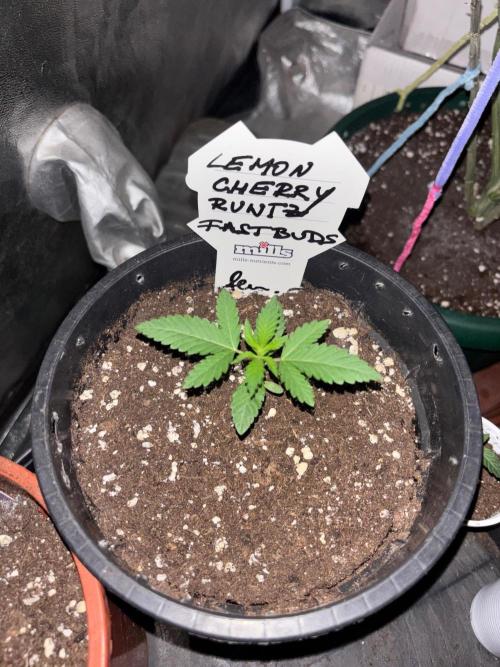 Lemon Cherry Runtz. Week 1