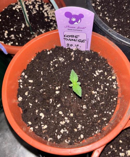 Core Damage. Week 1