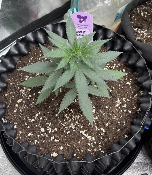 Core Damage. Week 4