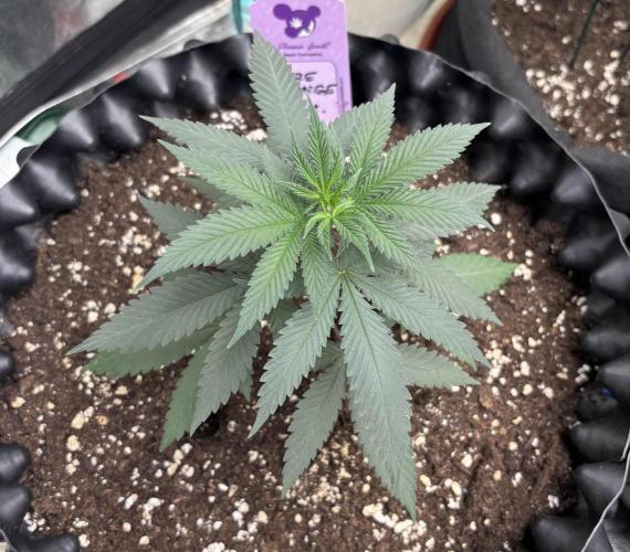 Core Damage. Week 4