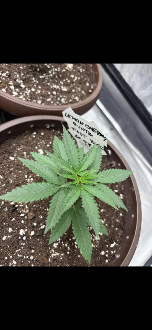 Lemon Cherry Runtz. Week 2