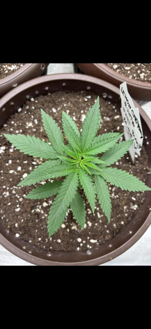 Lemon Cherry Runtz. Week 2