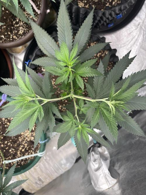 Core Damage. Week 5