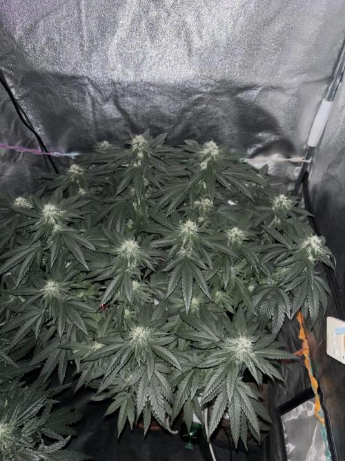 Biscotti Gelato. Week 17