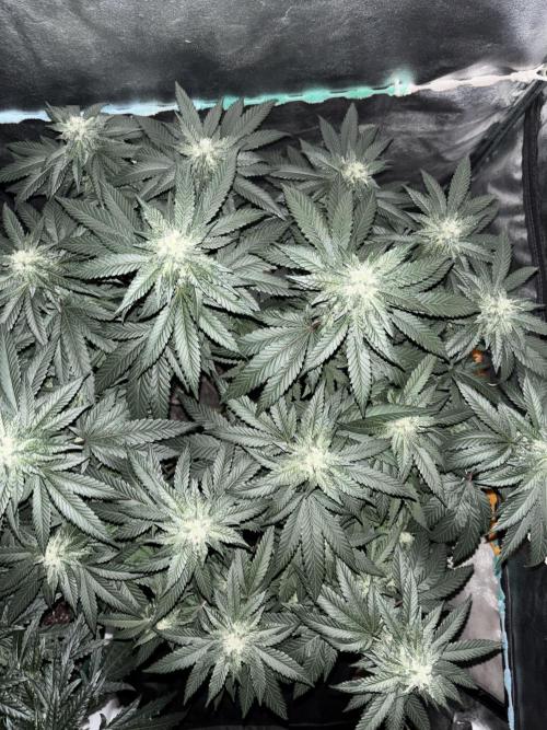 Biscotti Gelato. Week 17