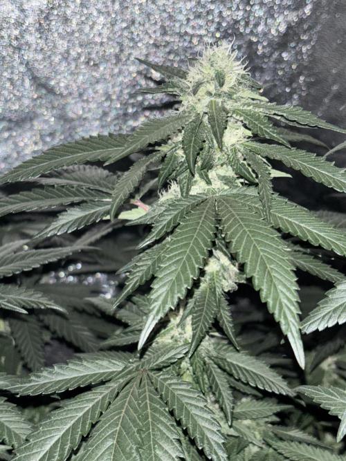 Biscotti Gelato. Week 17