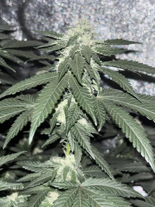 Biscotti Gelato. Week 17