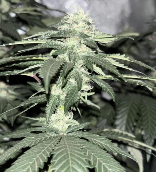 Biscotti Gelato. Week 17