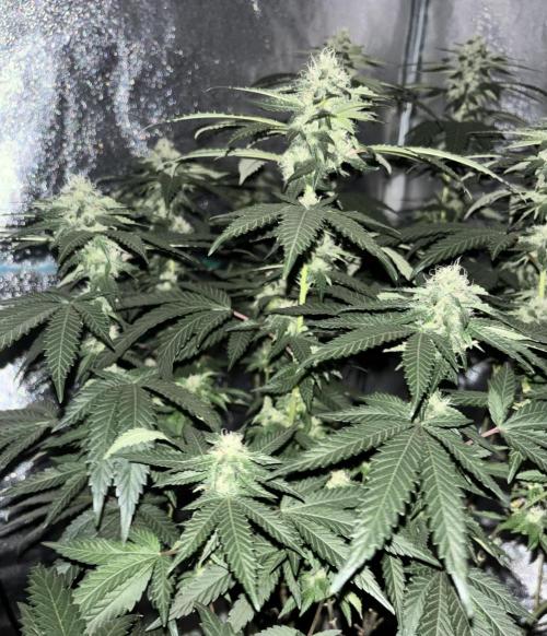 Biscotti Gelato. Week 17