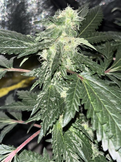 Biscotti Gelato. Week 17