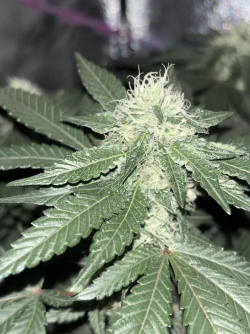 Biscotti Gelato. Week 17