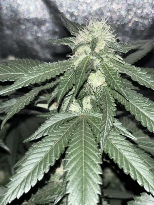 Biscotti Gelato. Week 17