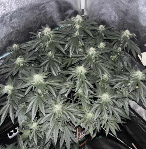 Biscotti Gelato. Week 17