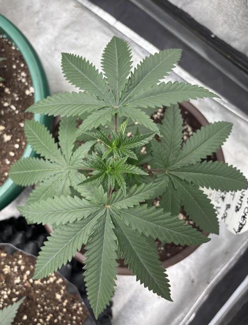 Lemon Cherry Runtz. Week 3 - Topped