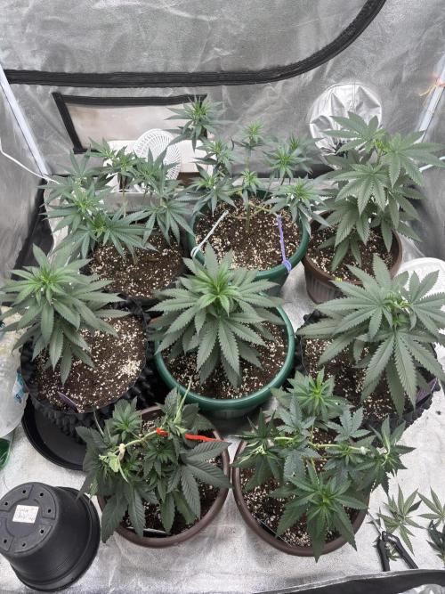 Lemon Cherry Runtz. Week 3